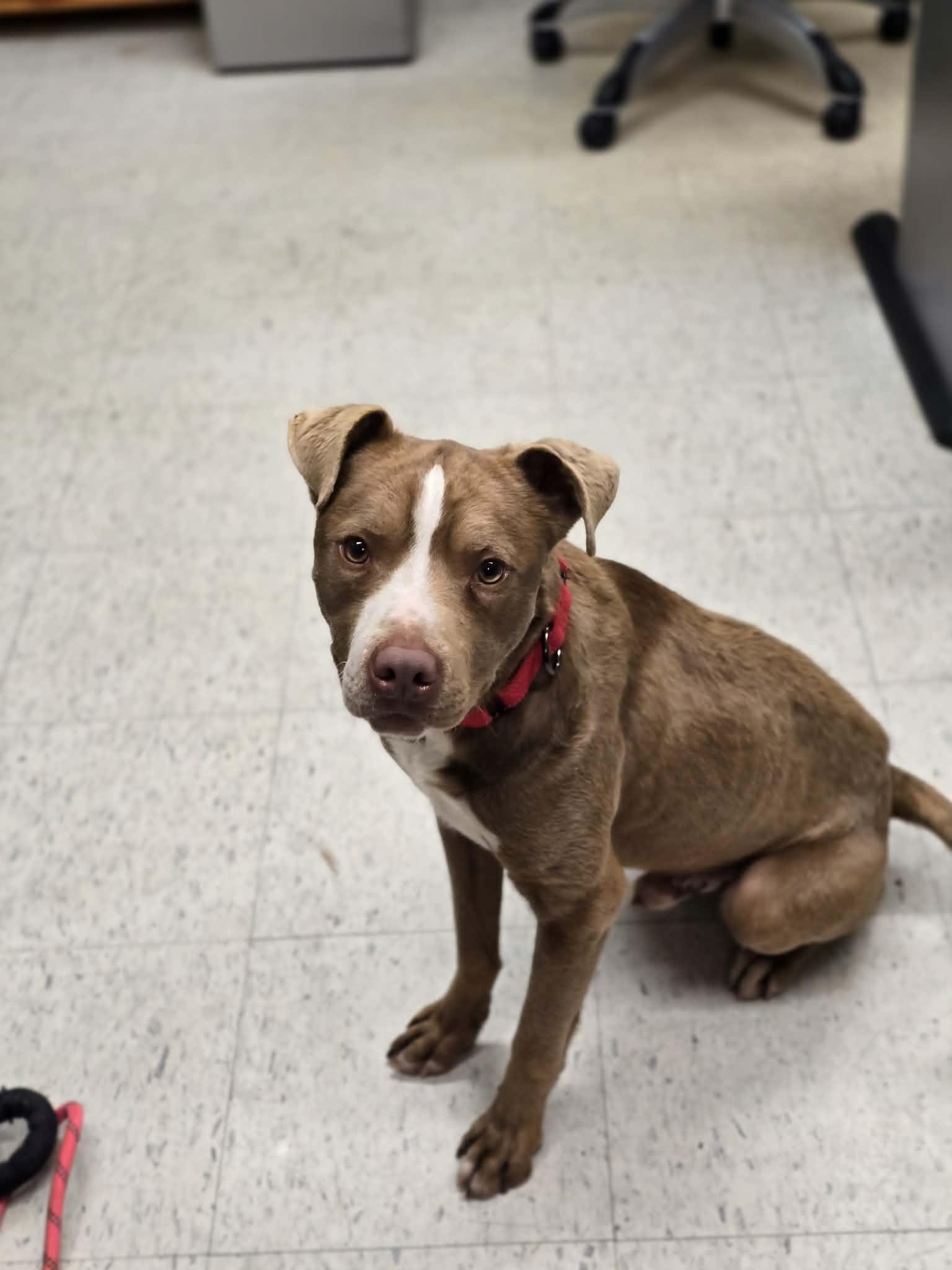 Enlarge Porcini, a ADOPTABLE mixed breed in Grants Pass, OR image 3/5