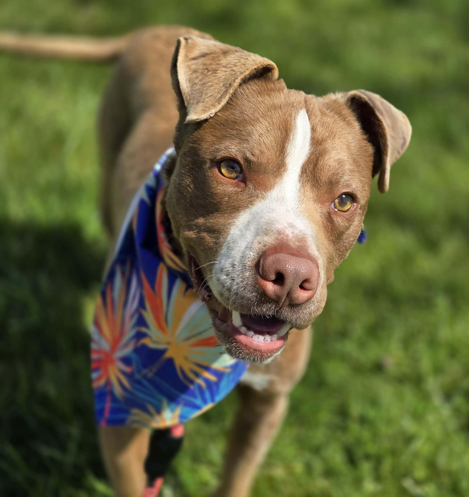 Enlarge Porcini, a ADOPTABLE mixed breed in Grants Pass, OR image 1/5