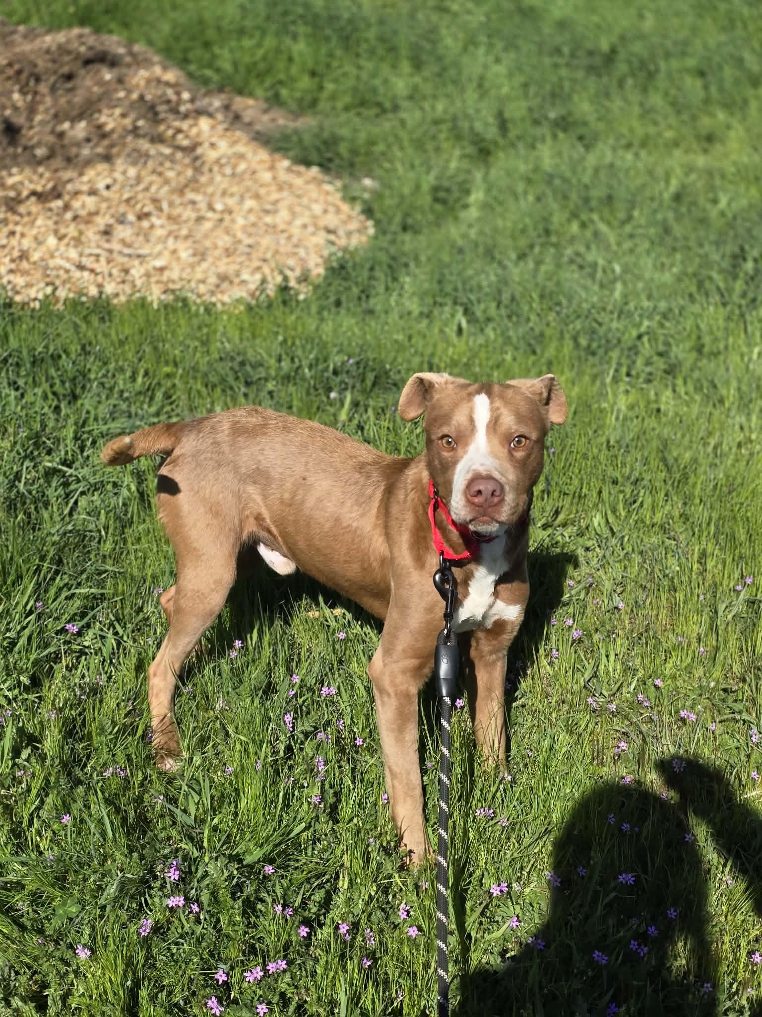 Enlarge Porcini, a ADOPTABLE mixed breed in Grants Pass, OR image 4/5