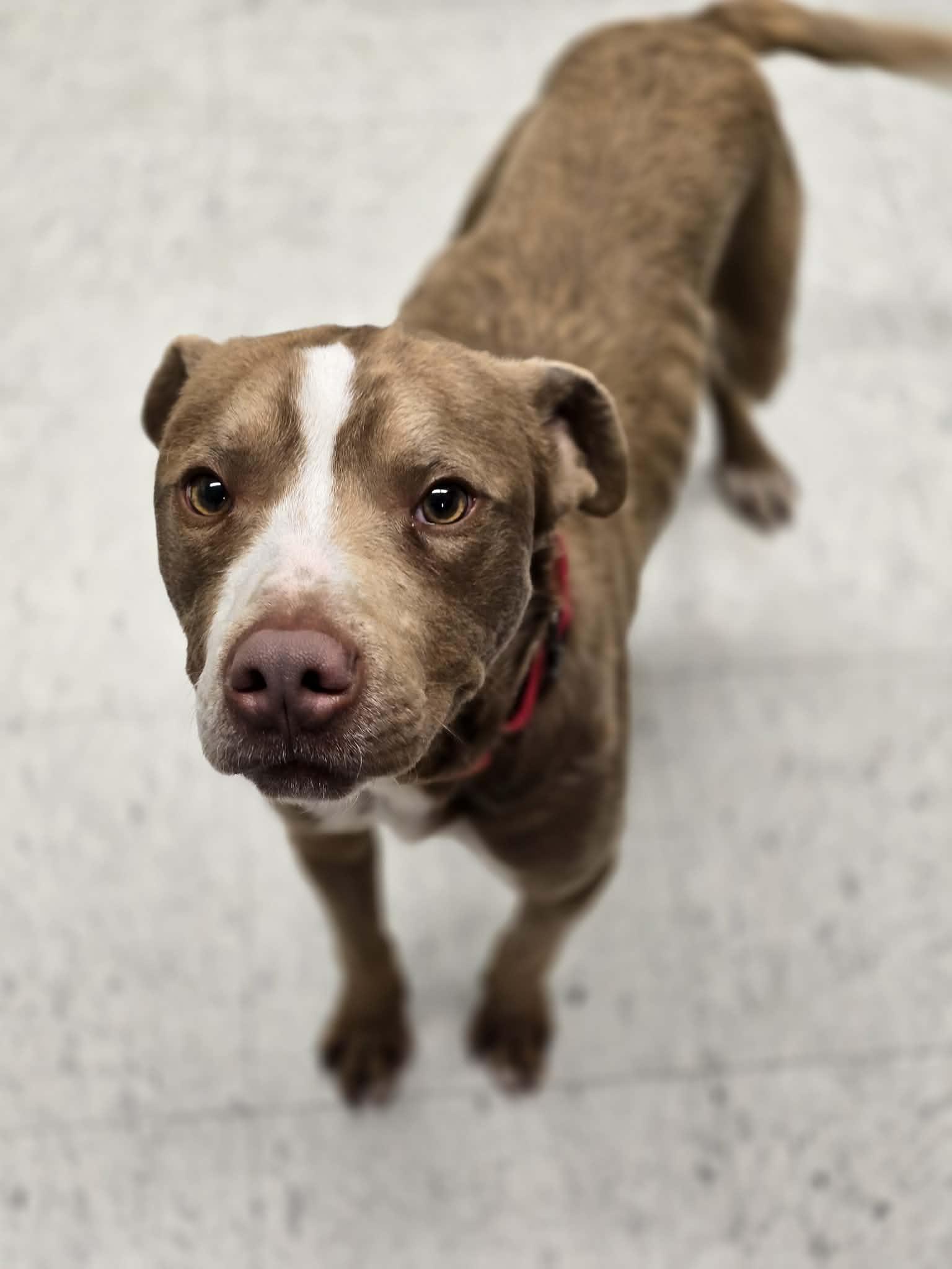 Enlarge Porcini, a ADOPTABLE mixed breed in Grants Pass, OR image 5/5