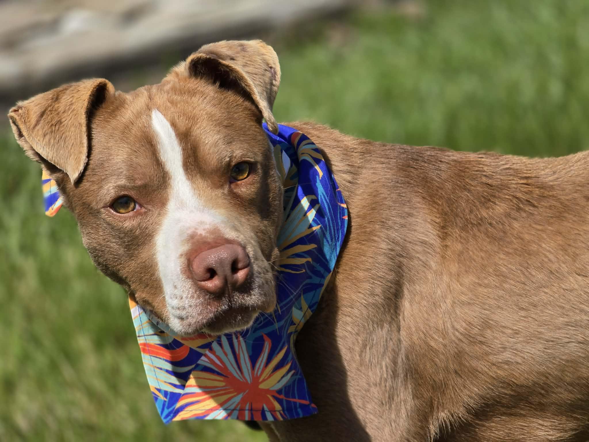 Enlarge Porcini, a ADOPTABLE mixed breed in Grants Pass, OR image 2/5