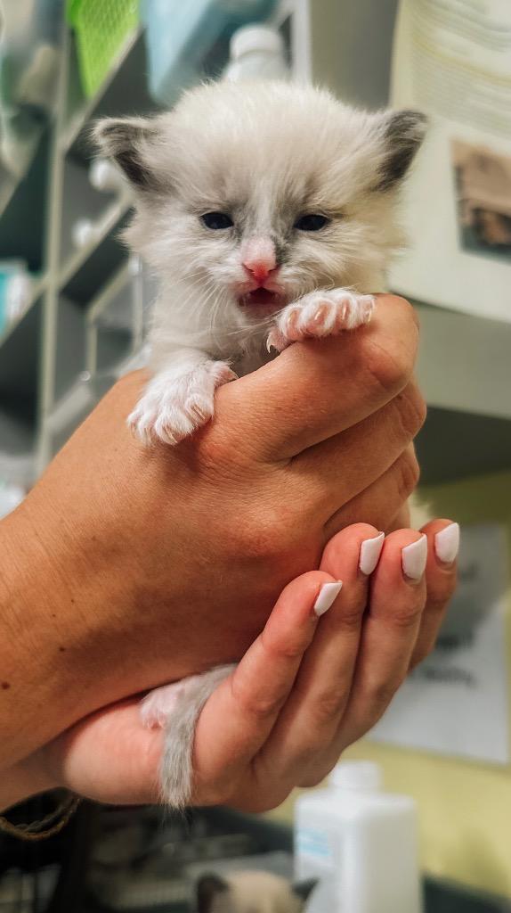 Enlarge Rad Chad (Gus), a Adopted Siamese in Auburn, IN image 1/1