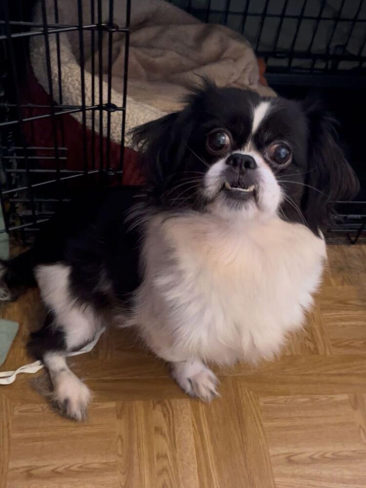 Enlarge Chevron, a Adoptable mixed breed in New York, NY image 4/6