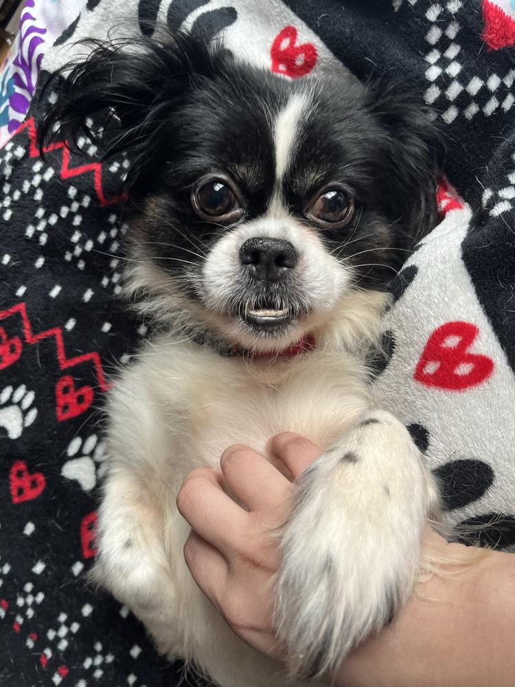Enlarge Chevron, a Adoptable mixed breed in New York, NY image 6/6