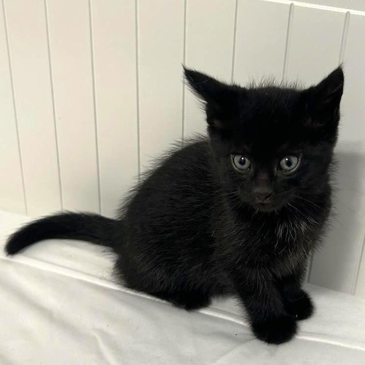 Haylee, Adoptable, Kitten Female Domestic Short Hair.