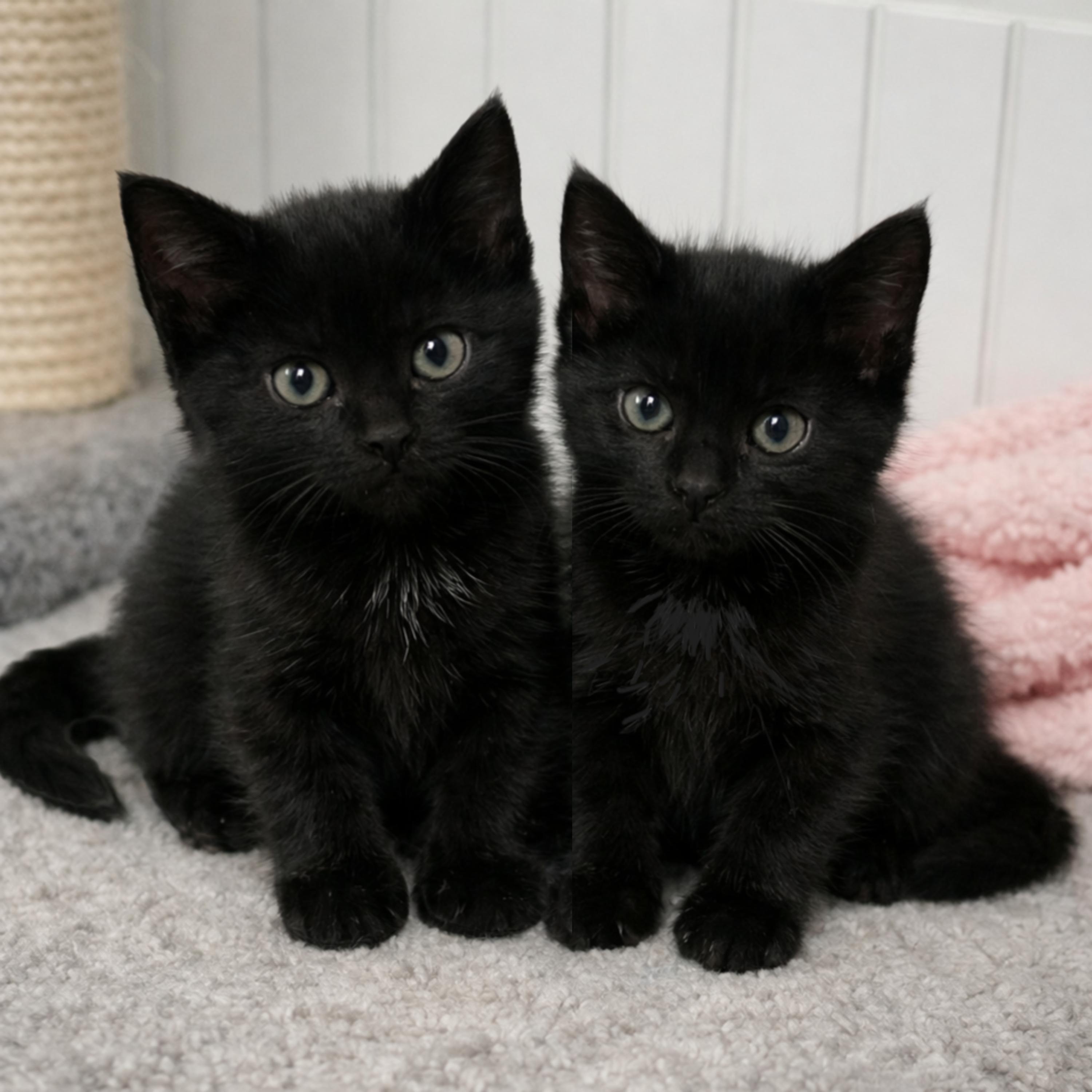 Enlarge Haylee, a Adoptable Domestic Short Hair in Alvin, TX image 2/2