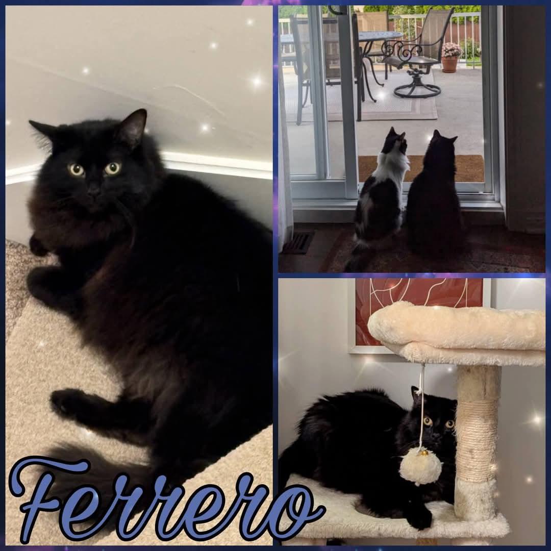 Enlarge Ferrero, a Adoptable Domestic Long Hair in Beloeil, QC image 1/1