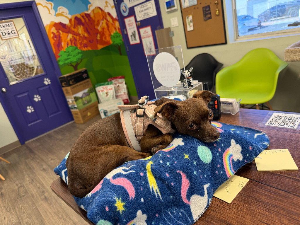 Toby, Adoptable, Adult Male Chihuahua.