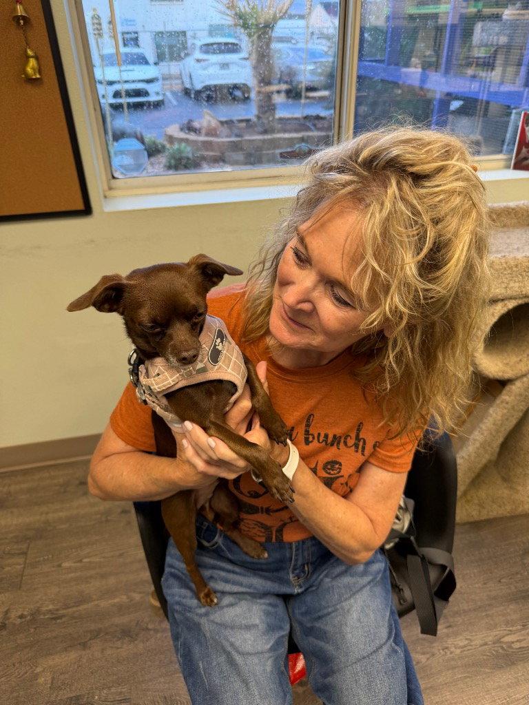 Enlarge Toby, a Adoptable Chihuahua in Saint George, UT image 2/3