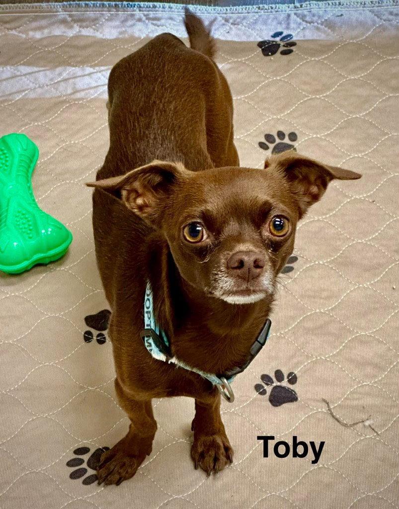 Enlarge Toby, a Adoptable Chihuahua in Saint George, UT image 3/3