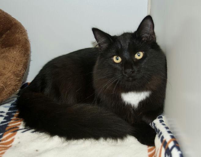 Enlarge Zip, a Adoptable Domestic Long Hair in Grass Valley, CA image 1/1