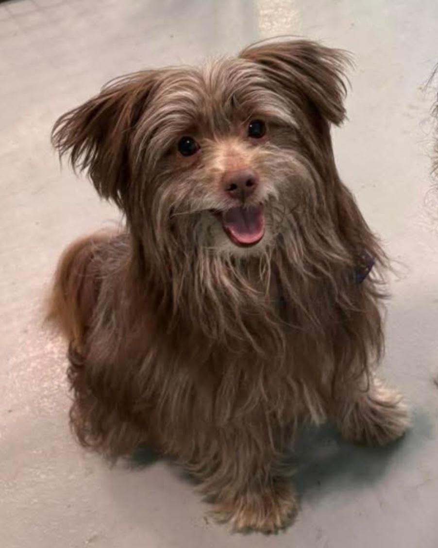 Enlarge Reuben, an adopted mixed breed in Brunswick, OH image 1/6