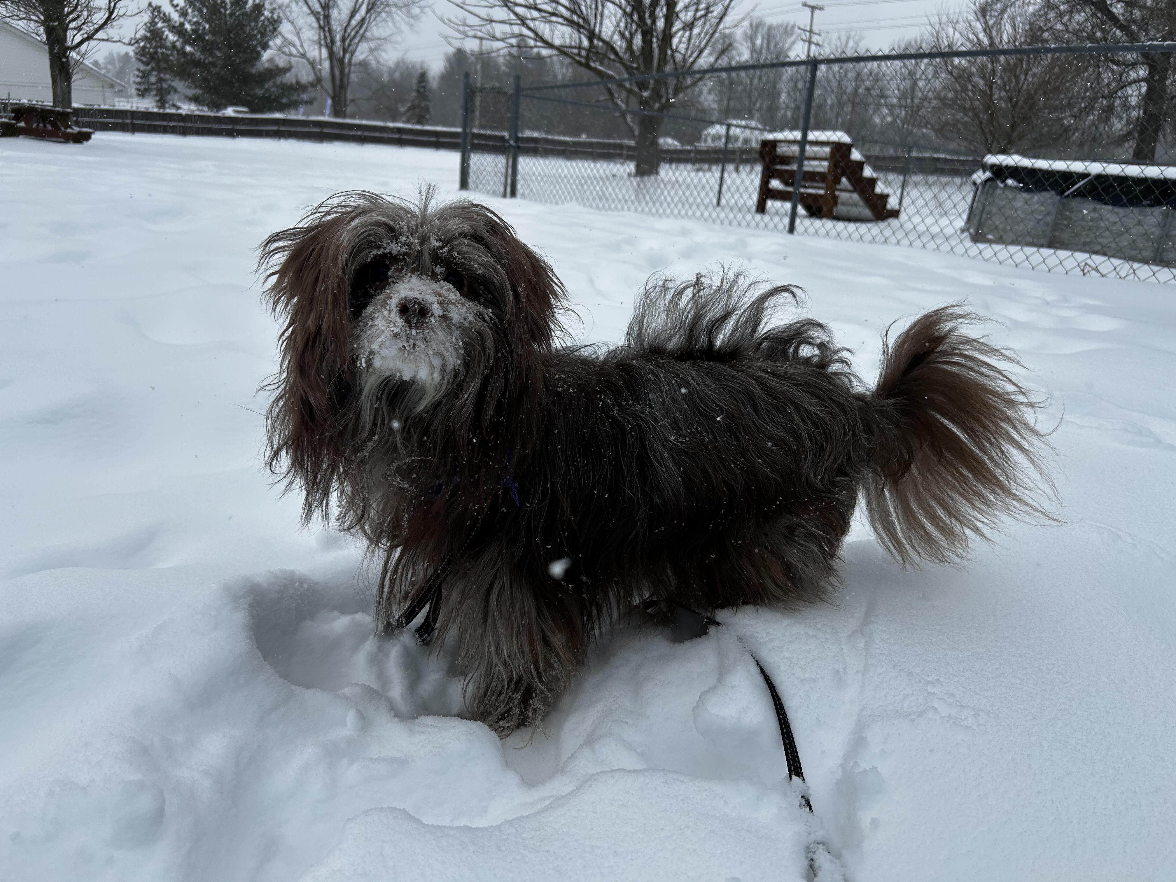 Enlarge Reuben, an adopted mixed breed in Brunswick, OH image 4/6