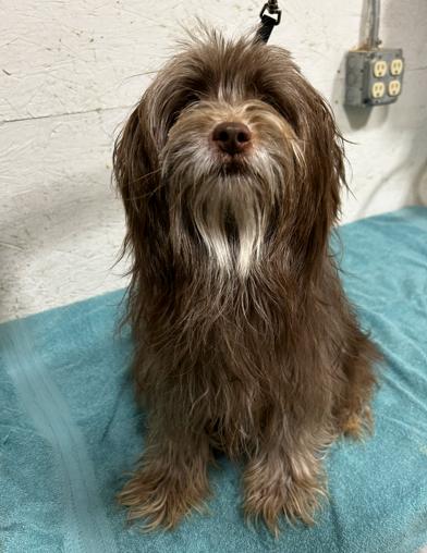 Enlarge Reuben, an adopted mixed breed in Brunswick, OH image 6/6