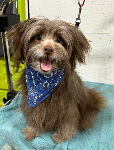 Enlarge Reuben, an adopted mixed breed in Brunswick, OH image 2/6