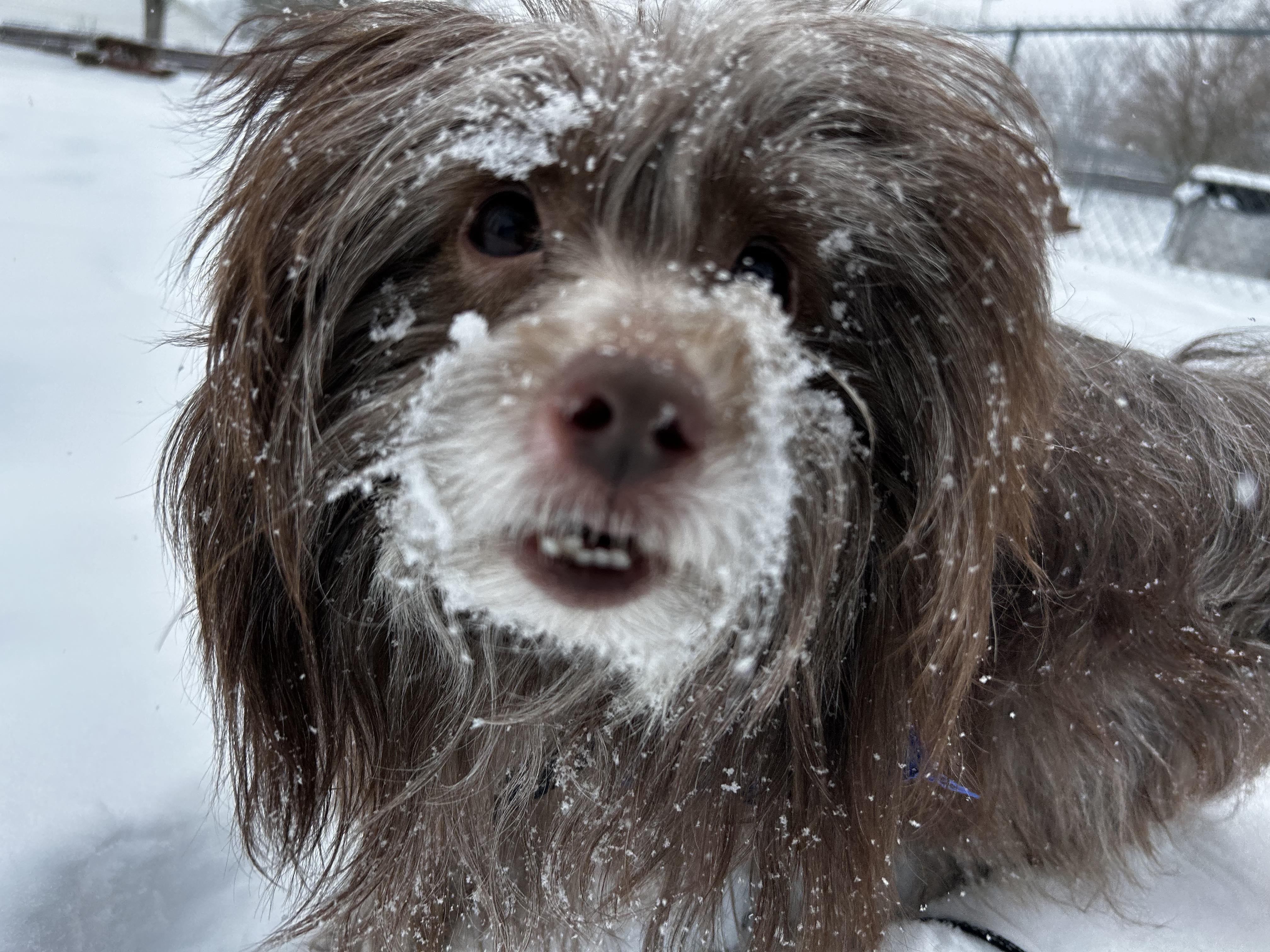 Enlarge Reuben, an adopted mixed breed in Brunswick, OH image 3/6
