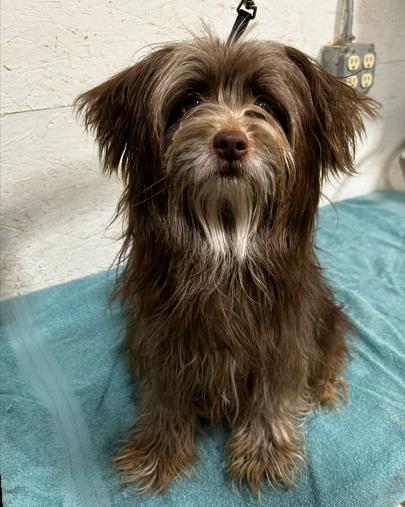 Enlarge Reuben, an adopted mixed breed in Brunswick, OH image 5/6