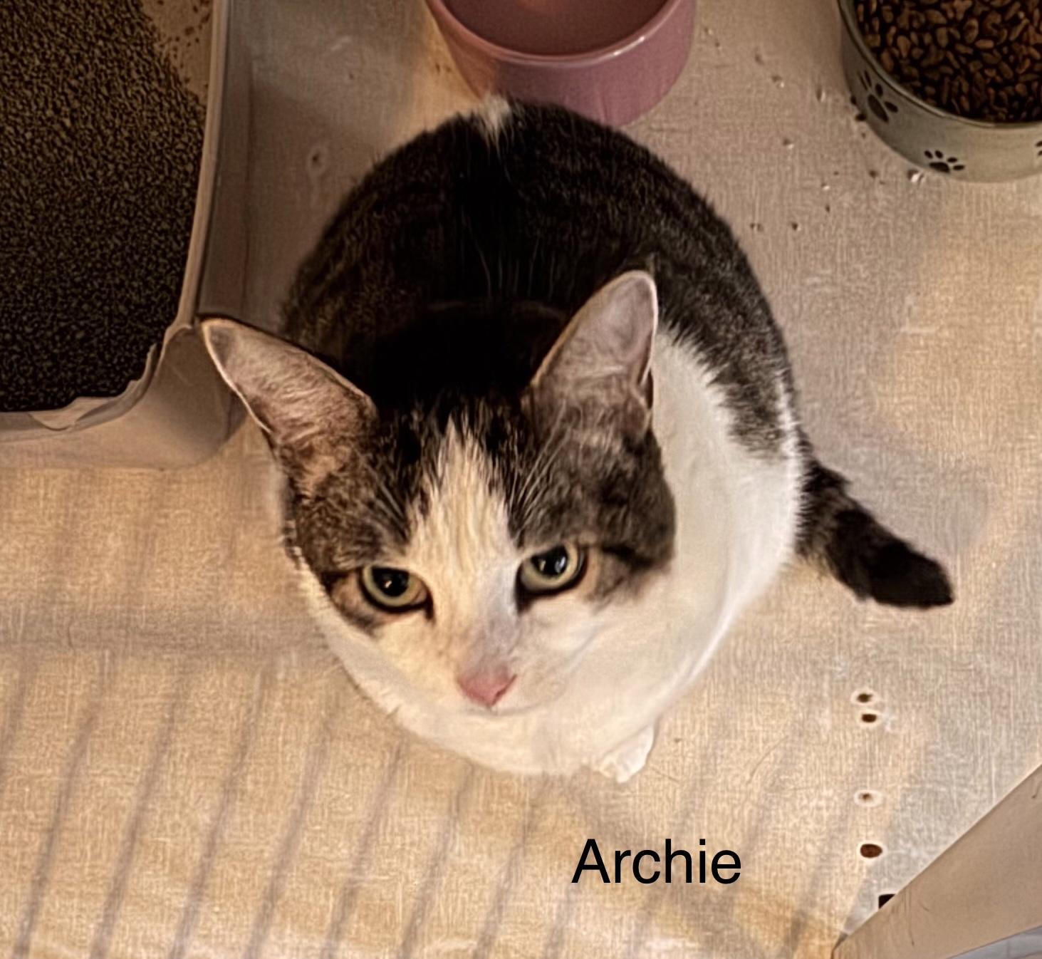 Archie, Adoptable, Adult Male Domestic Short Hair.