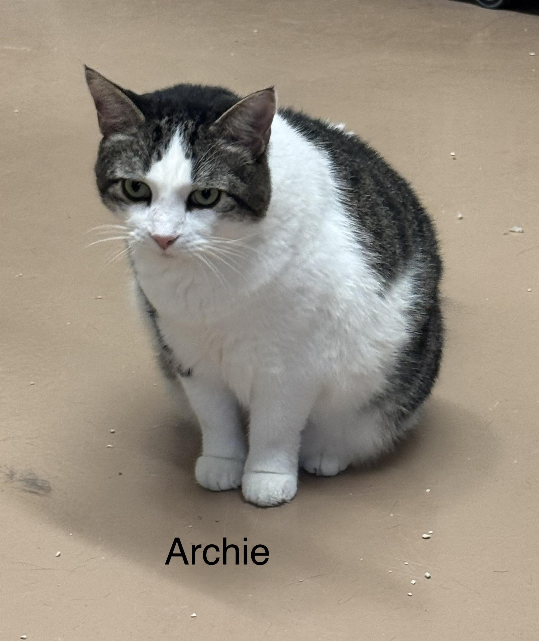 Enlarge Archie, a Adoptable Domestic Short Hair in Ulster, PA image 1/1