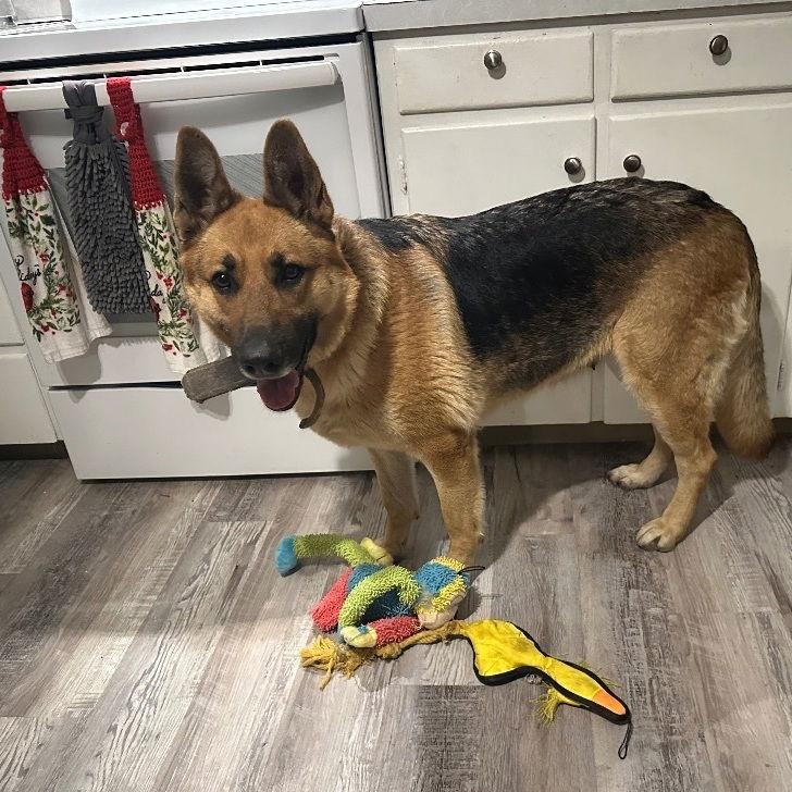 Enlarge Zz Lexie~ Courtesy, a Adoptable German Shepherd Dog in Utica, MI image 1/3