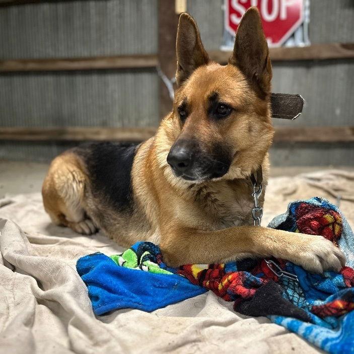 Enlarge Zz Lexie~ Courtesy, a Adoptable German Shepherd Dog in Utica, MI image 2/3