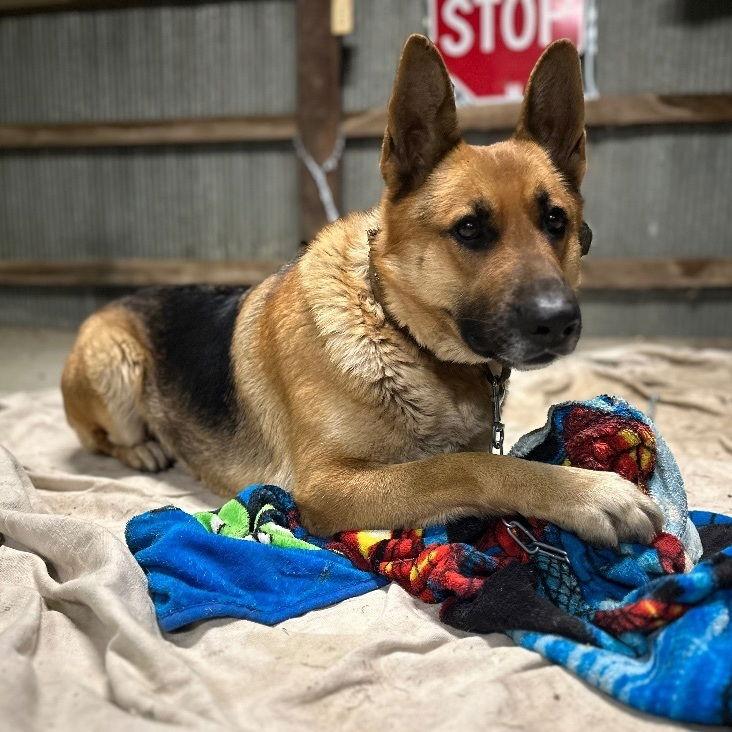 Enlarge Zz Lexie~ Courtesy, a Adoptable German Shepherd Dog in Utica, MI image 3/3