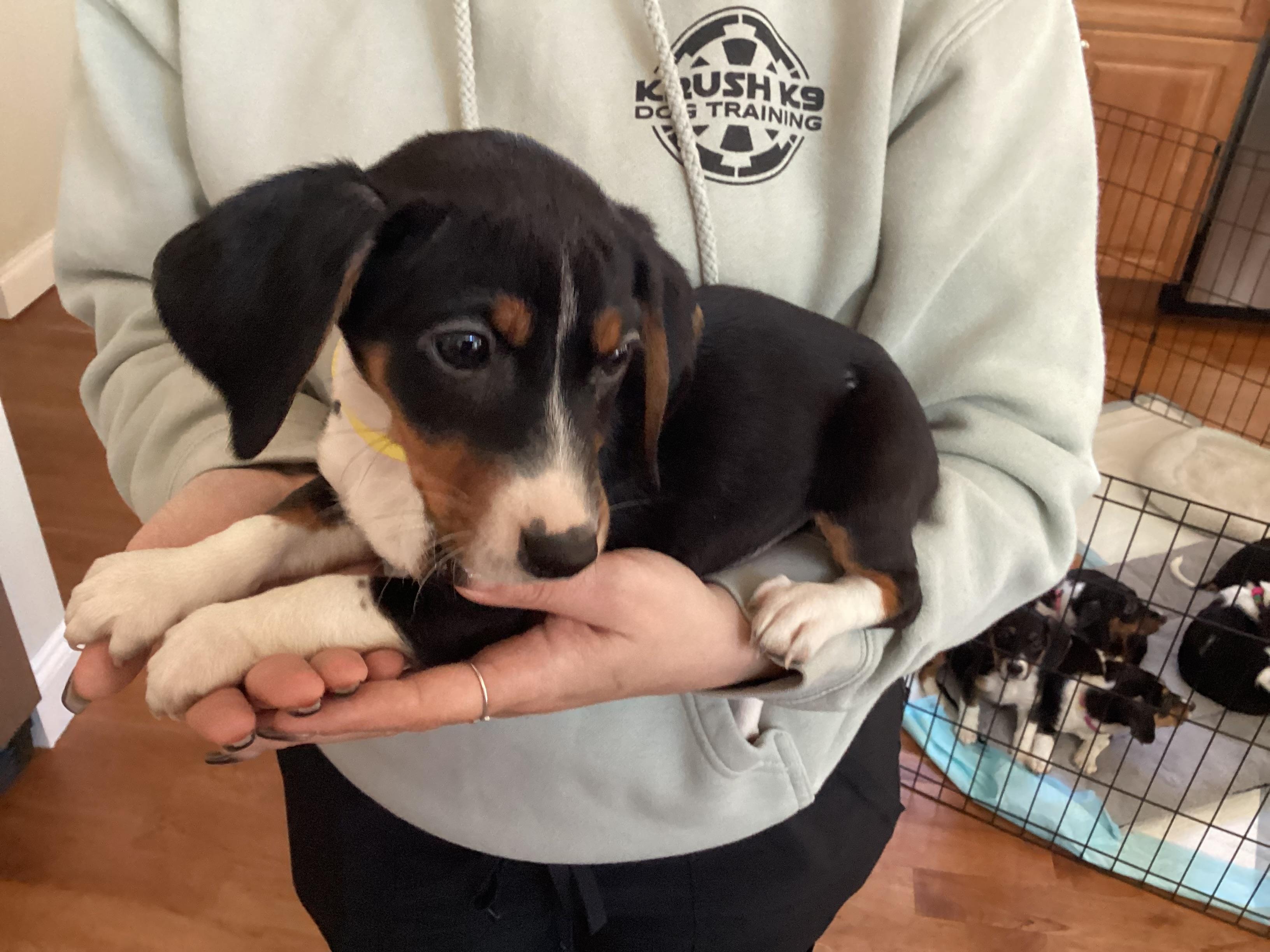 Daisy , ADOPTABLE, Puppy Female Beagle.