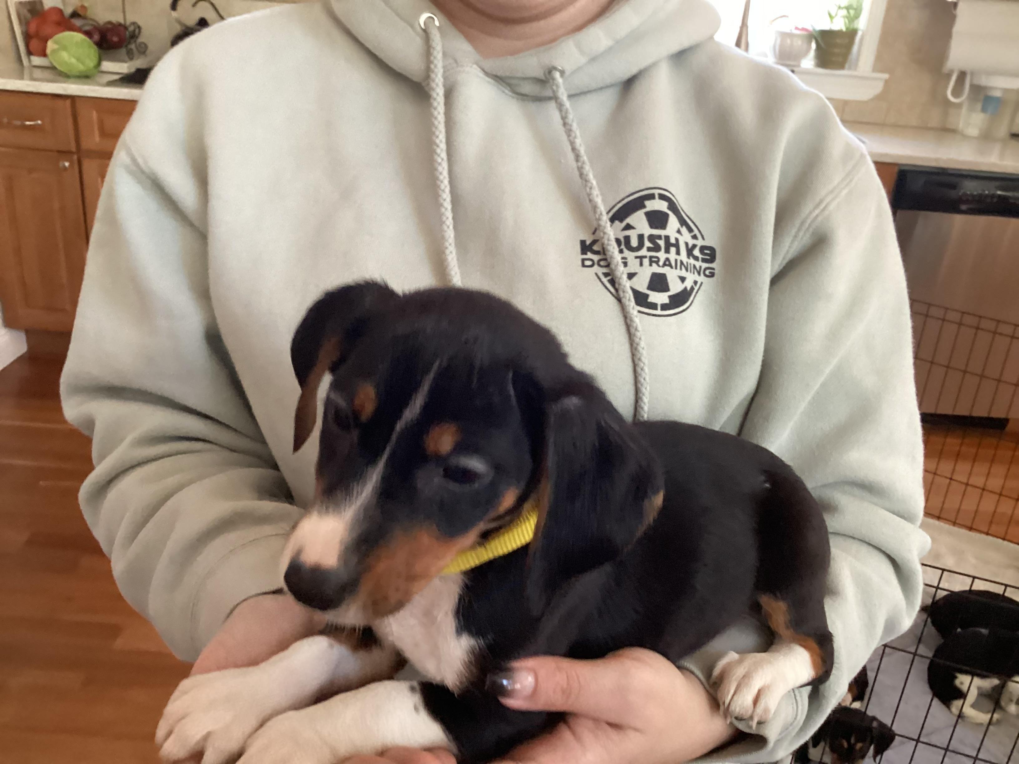 Enlarge Daisy , a ADOPTABLE mixed breed in Barnegat, NJ image 4/4