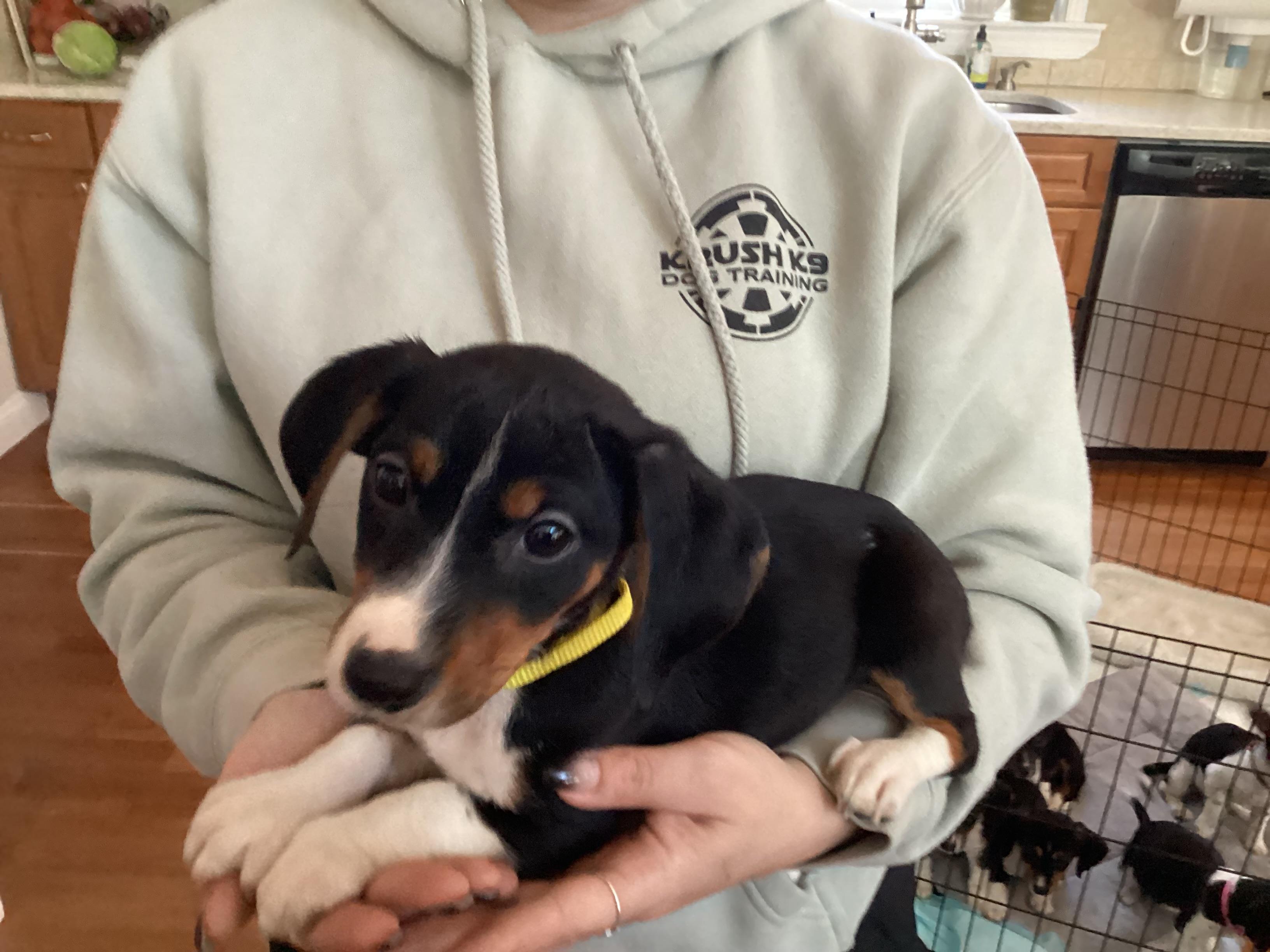 Enlarge Daisy , a ADOPTABLE mixed breed in Barnegat, NJ image 3/4