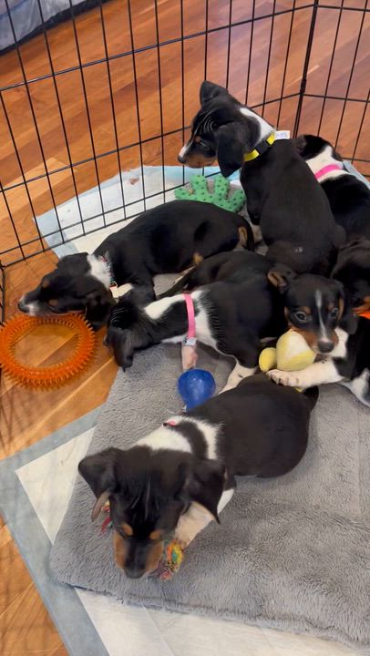 Enlarge Daisy , a ADOPTABLE mixed breed in Barnegat, NJ video 2/4