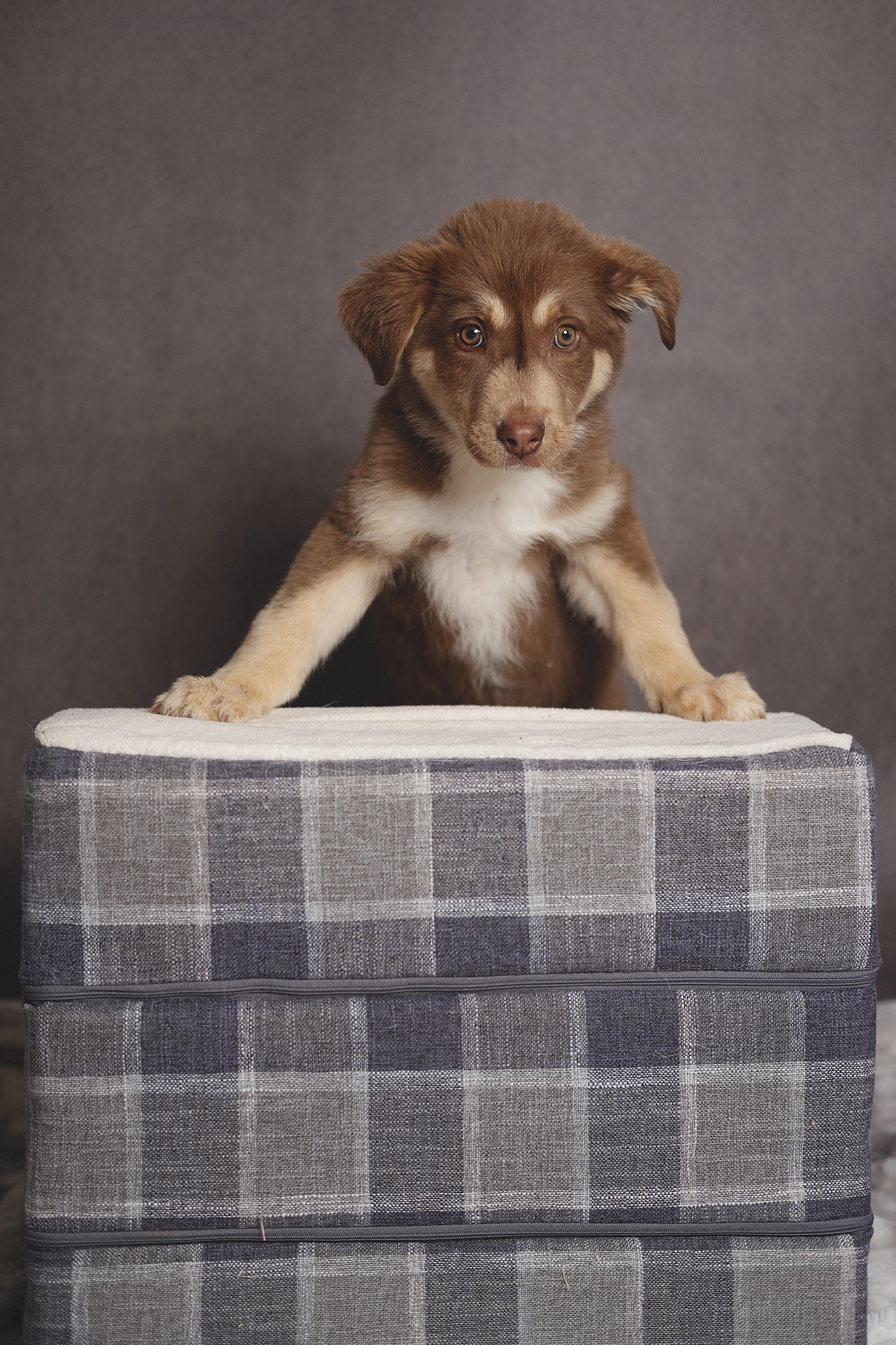 Enlarge Ravioli, an adopted mixed breed in Lubbock, TX image 1/3