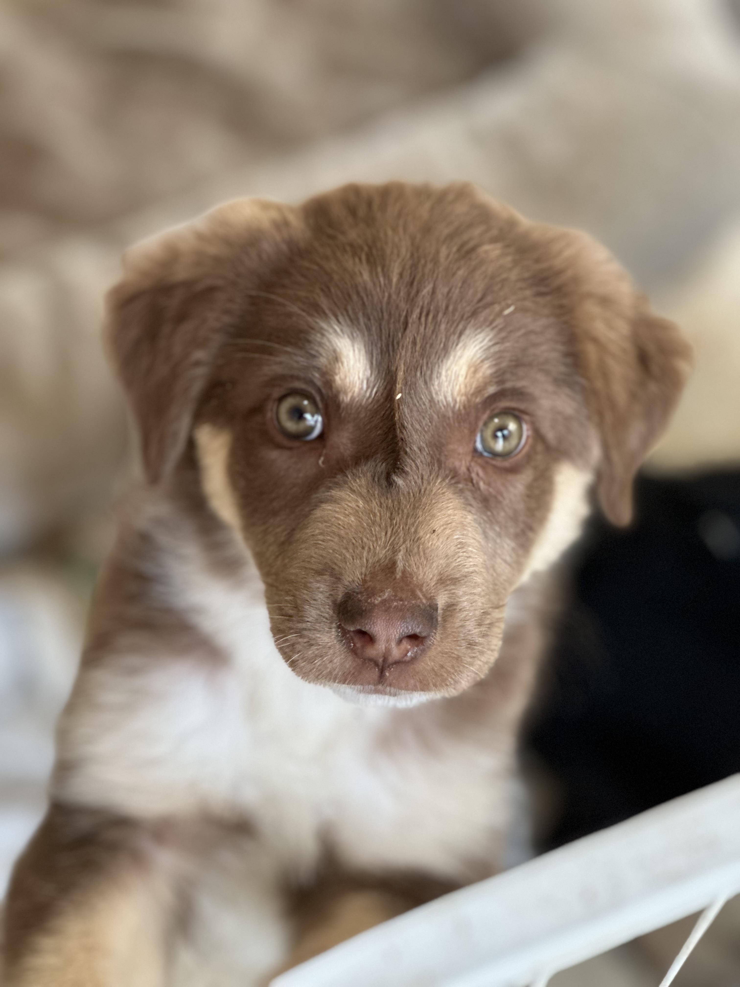 Enlarge Ravioli, an adopted mixed breed in Lubbock, TX image 2/3