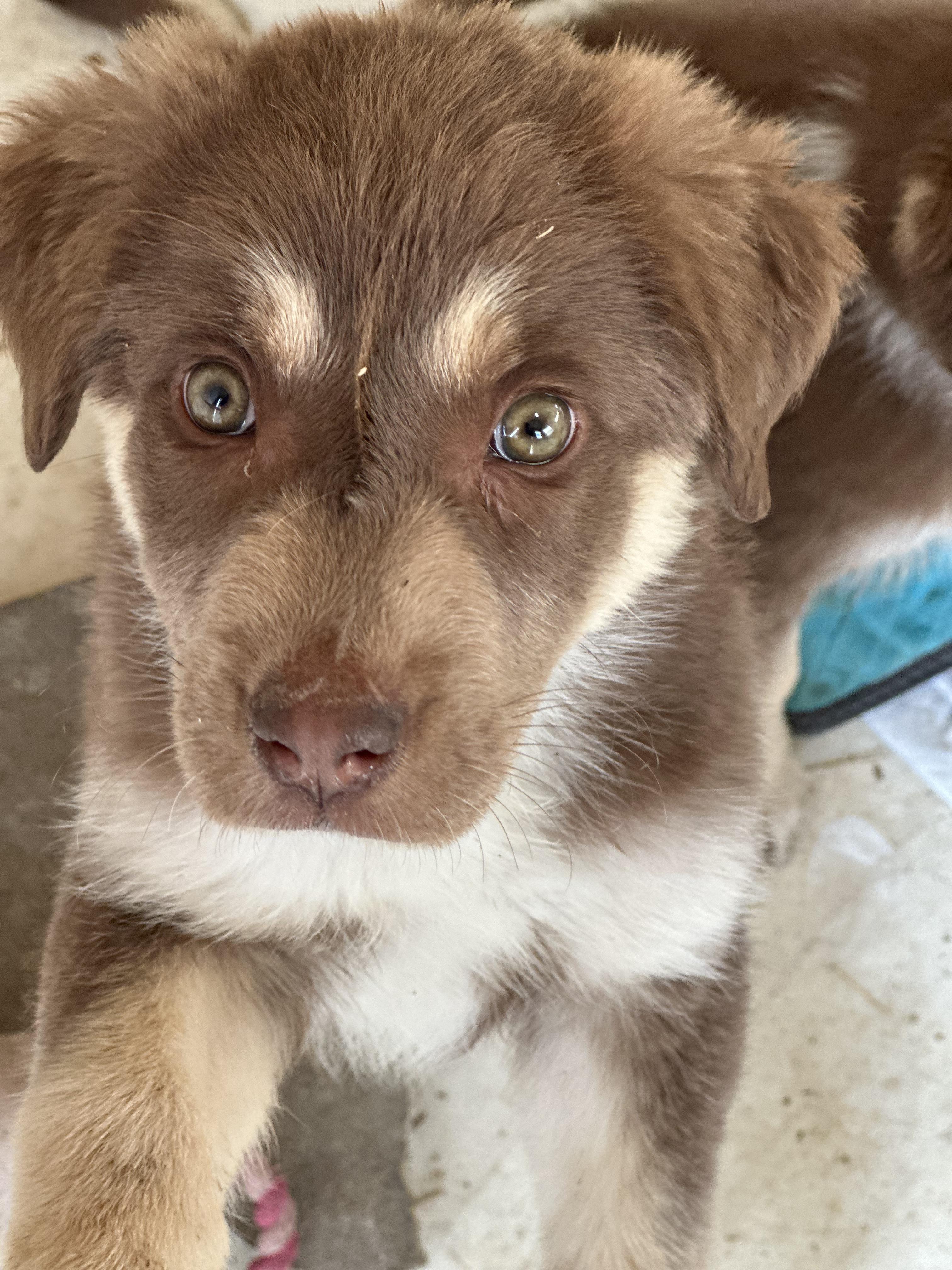 Enlarge Ravioli, an adopted mixed breed in Lubbock, TX image 3/3