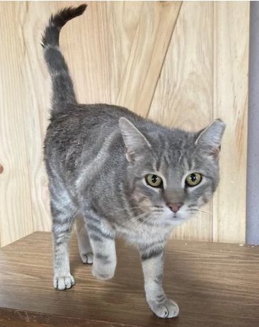 Edgar, Adoptable, Adult Male Domestic Short Hair.