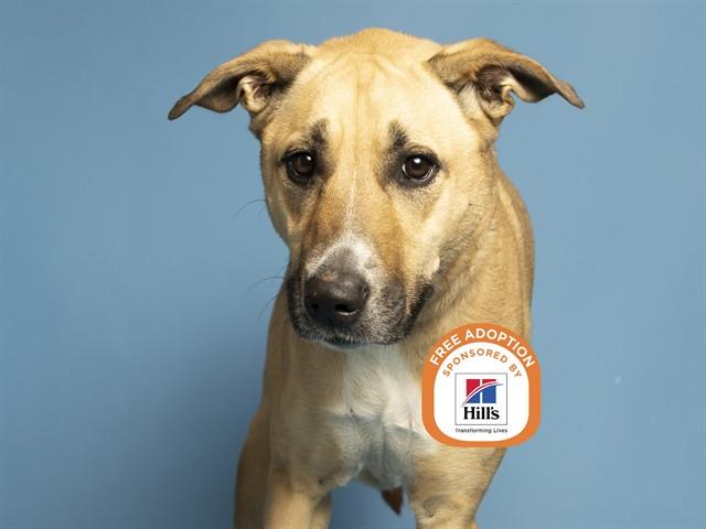 NOVA, Adoptable, Adult Female Labrador Retriever & Mixed Breed.