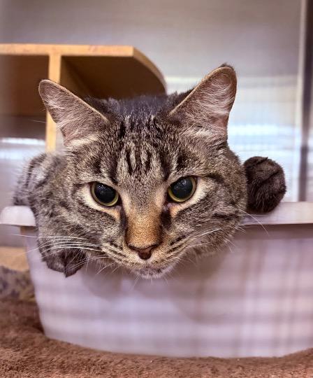 Francis, a ADOPTABLE Tabby in Cincinnati, OH image 3/4