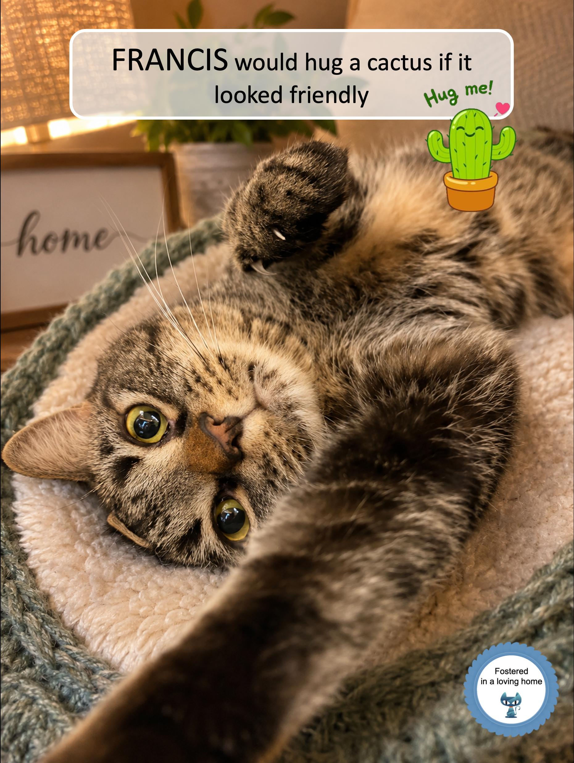 Francis, a ADOPTABLE Tabby in Cincinnati, OH image 1/4
