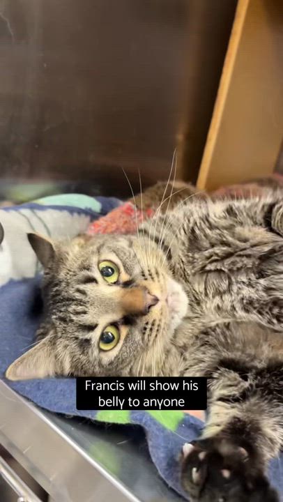 Enlarge Francis, a ADOPTABLE Tabby in Cincinnati, OH video 4/4