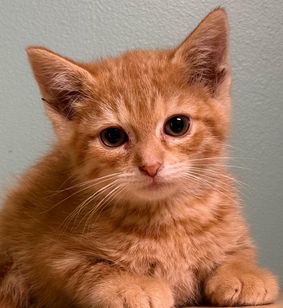 Enlarge Larry, an adopted Domestic Short Hair in Amery, WI image 1/3