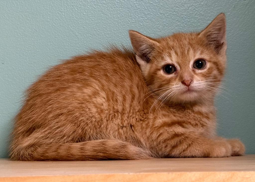 Enlarge Larry, an adopted Domestic Short Hair in Amery, WI image 3/3
