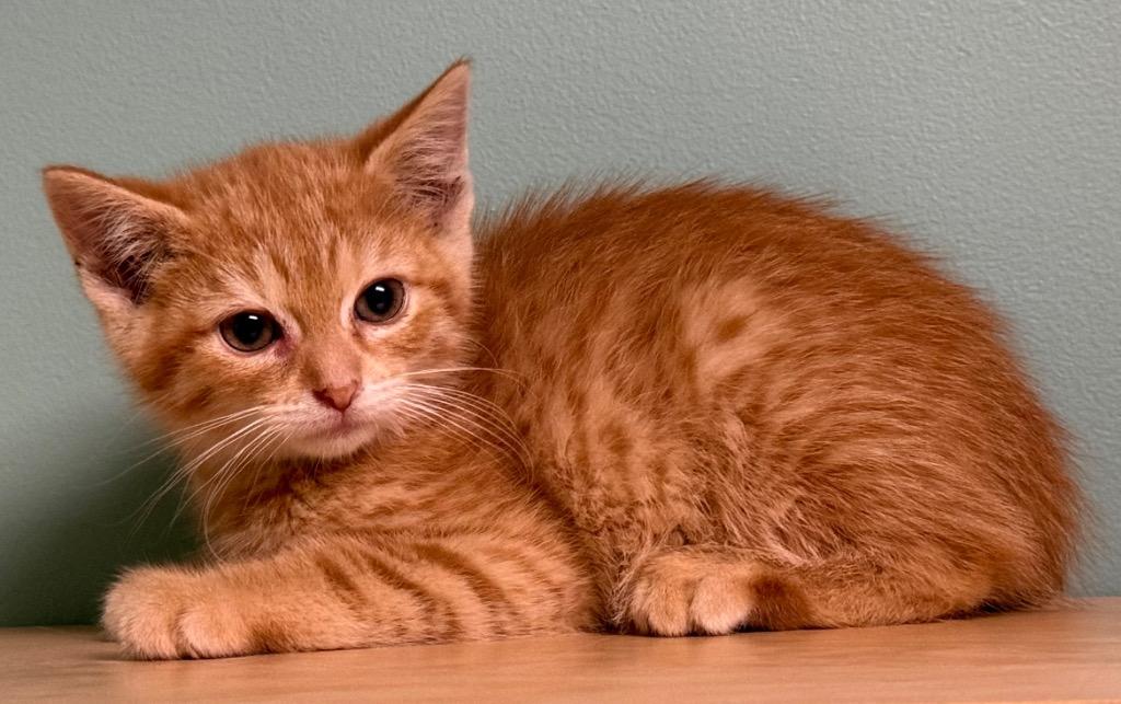 Enlarge Larry, an adopted Domestic Short Hair in Amery, WI image 2/3