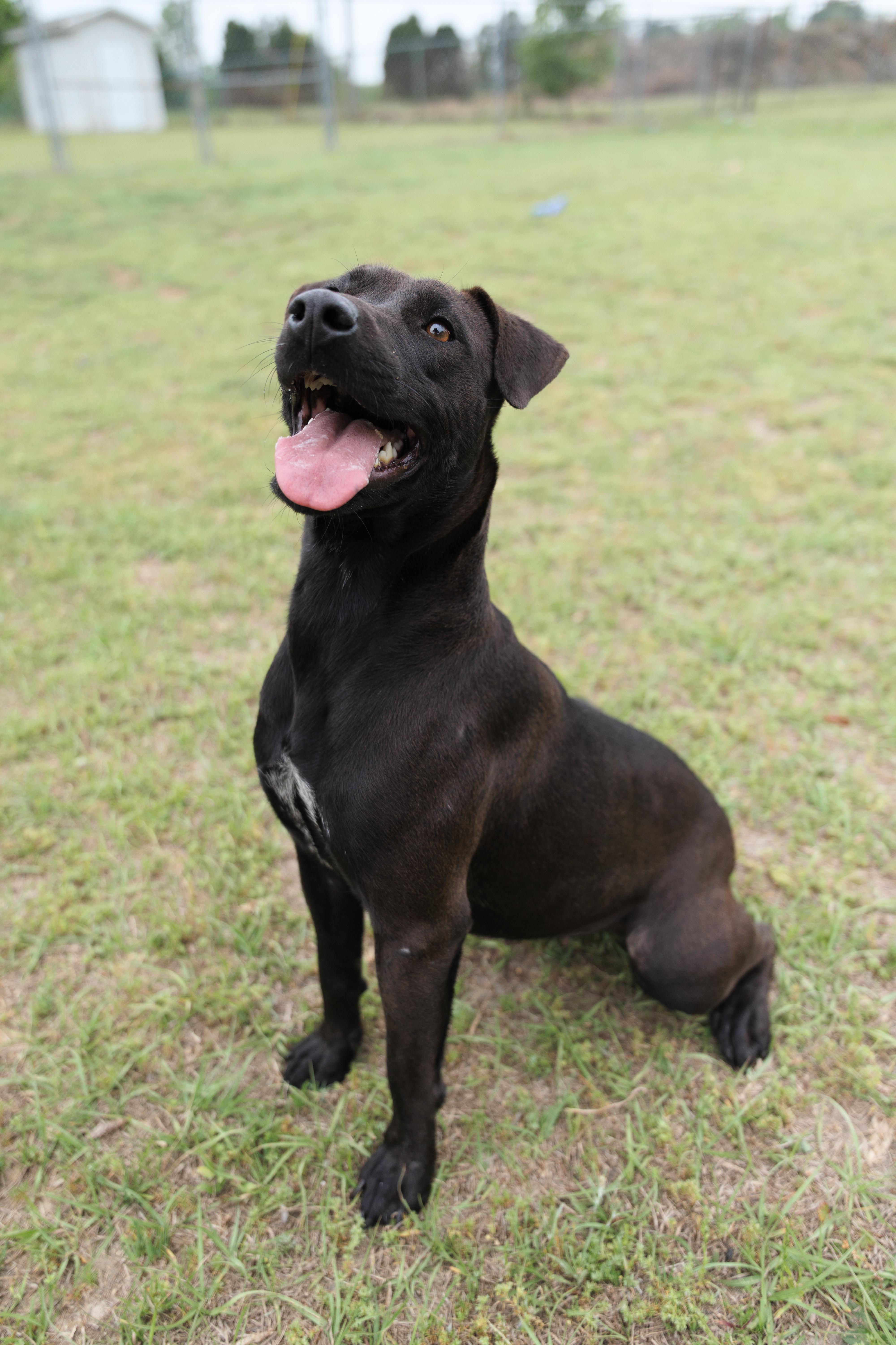 Enlarge Macey, an adoptable mixed breed in Valdosta, GA image 2/6
