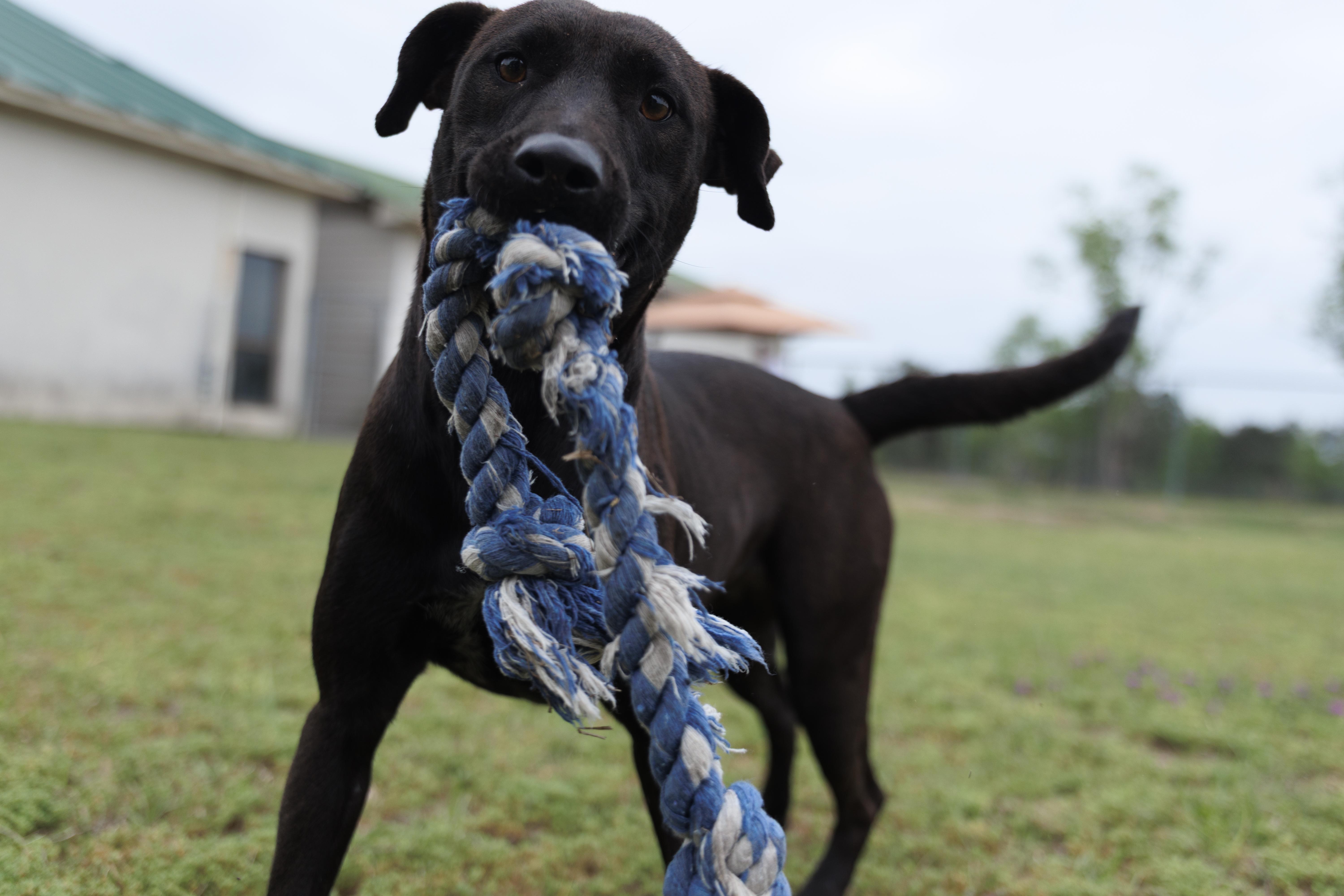 Enlarge Macey, an adoptable mixed breed in Valdosta, GA image 5/6