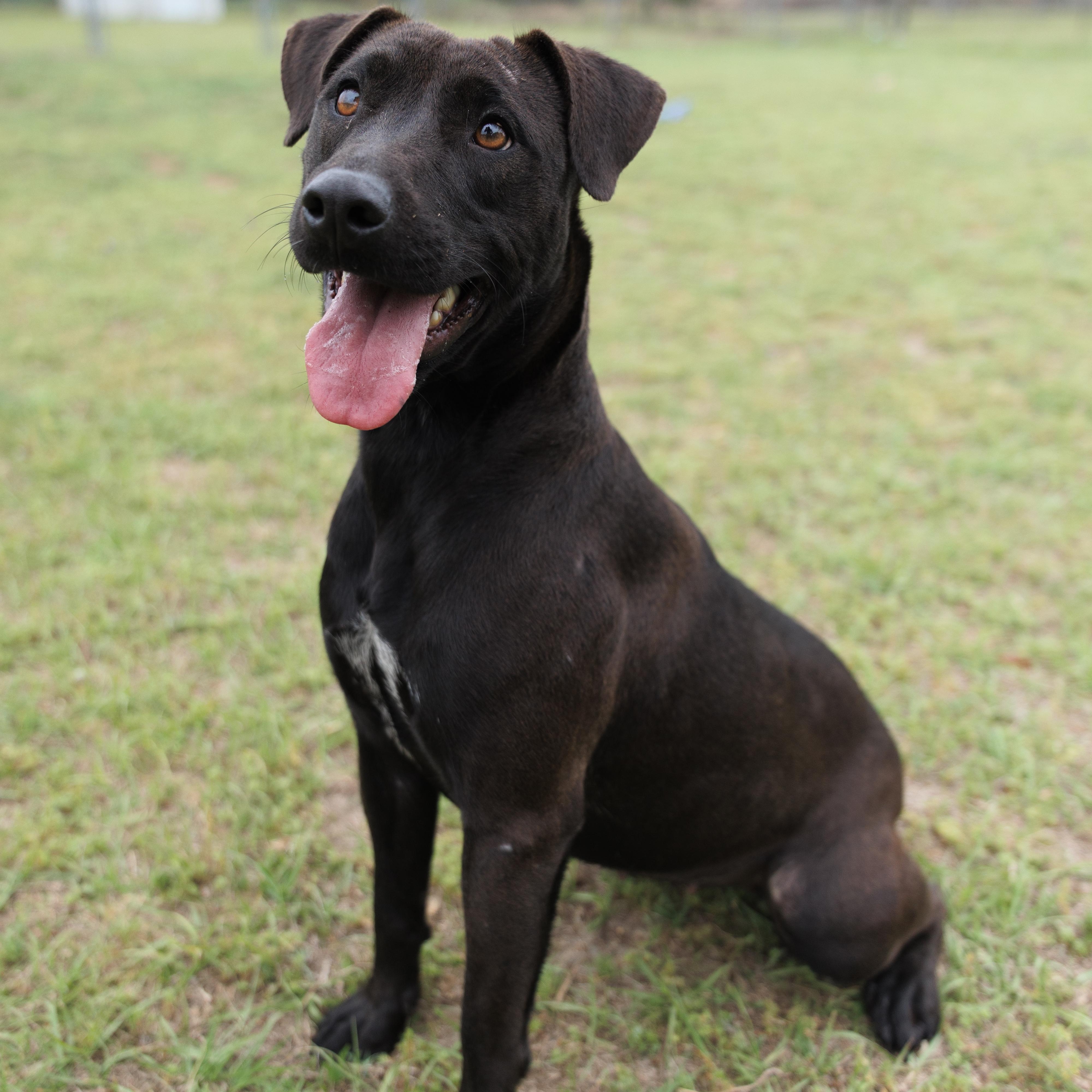 Macey, adoptable, Young Female Labrador Retriever & Pit Bull Terrier.
