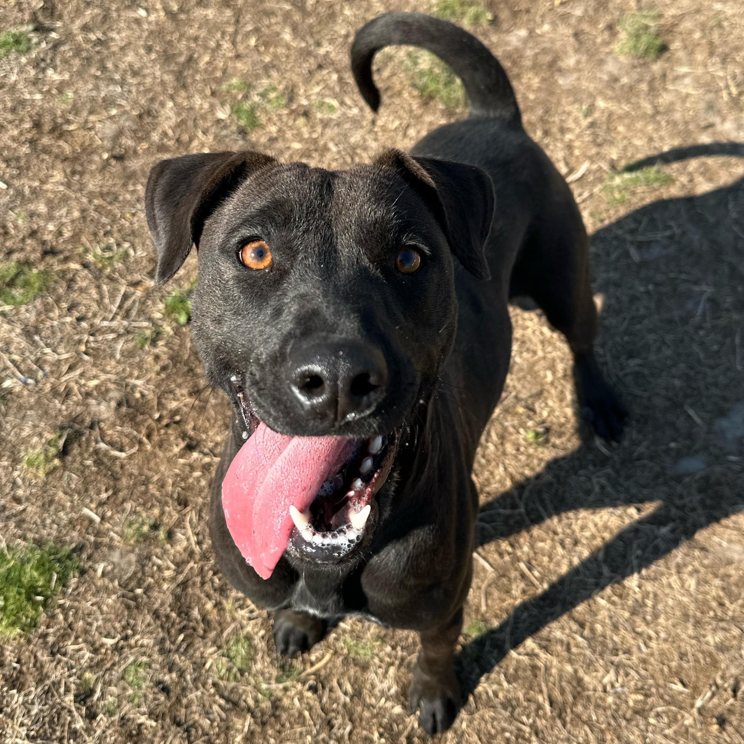 Macey, ADOPTABLE, Young Female Labrador Retriever & Pit Bull Terrier.