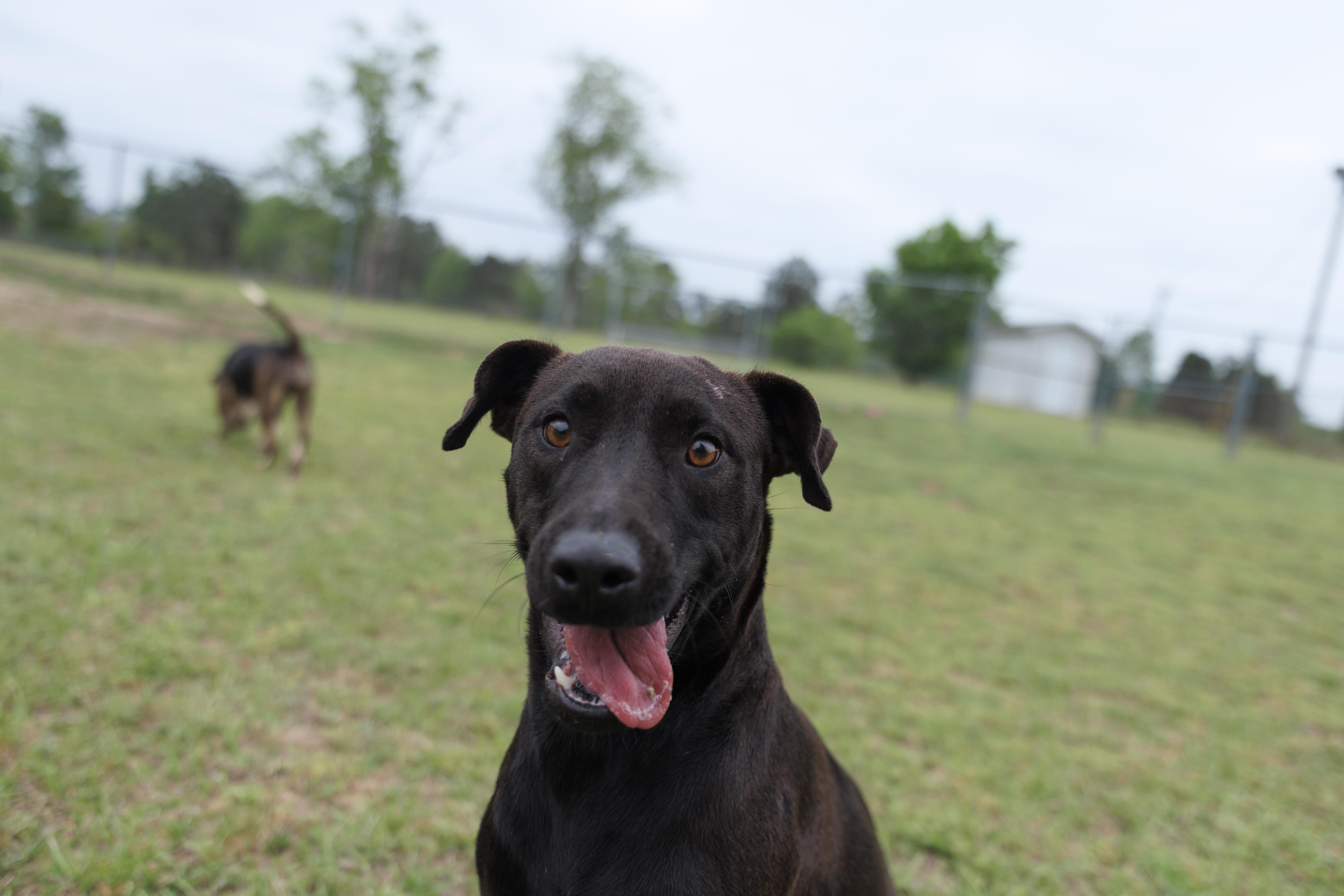 Enlarge Macey, an adoptable mixed breed in Valdosta, GA image 4/6