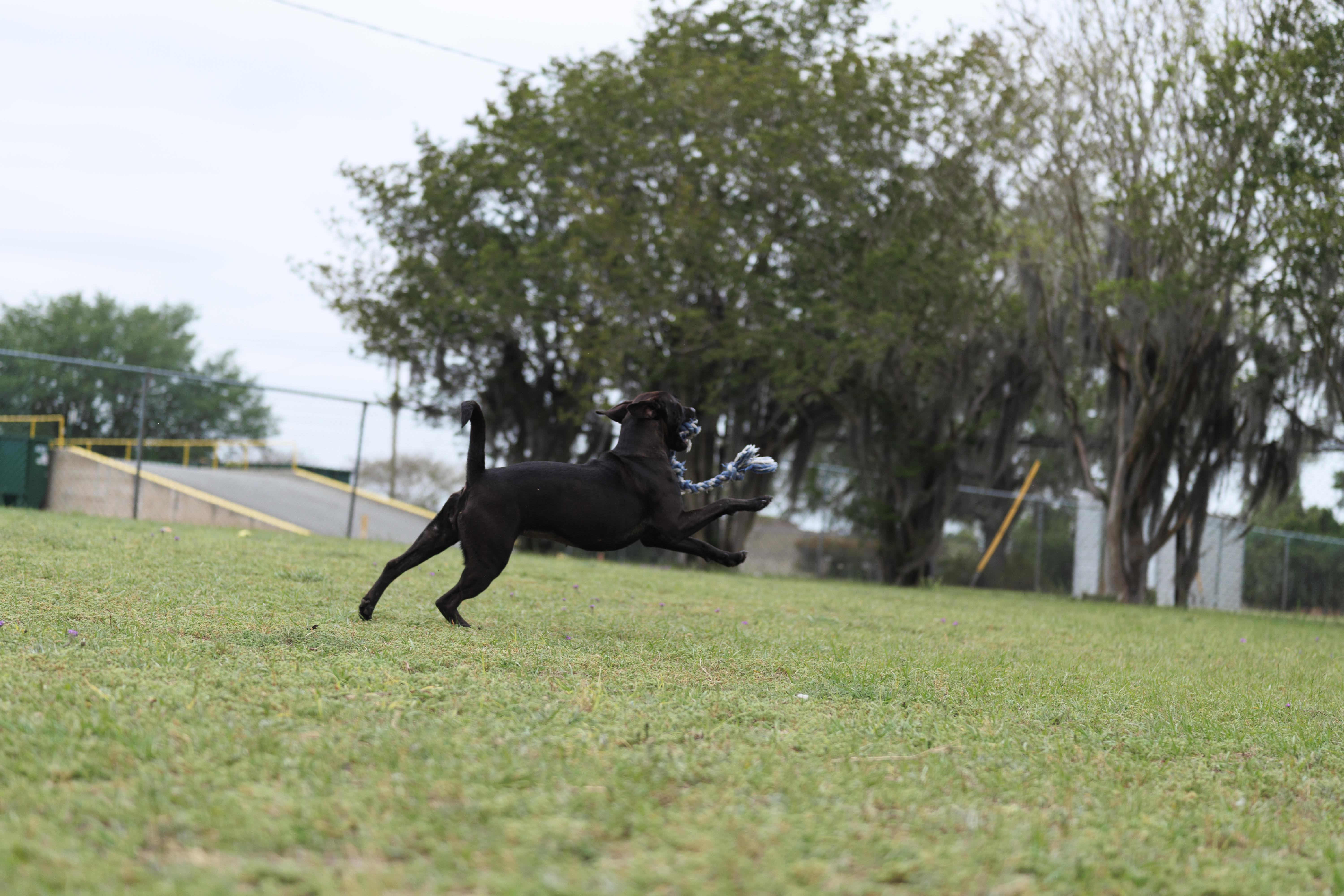 Enlarge Macey, an adoptable mixed breed in Valdosta, GA image 6/6
