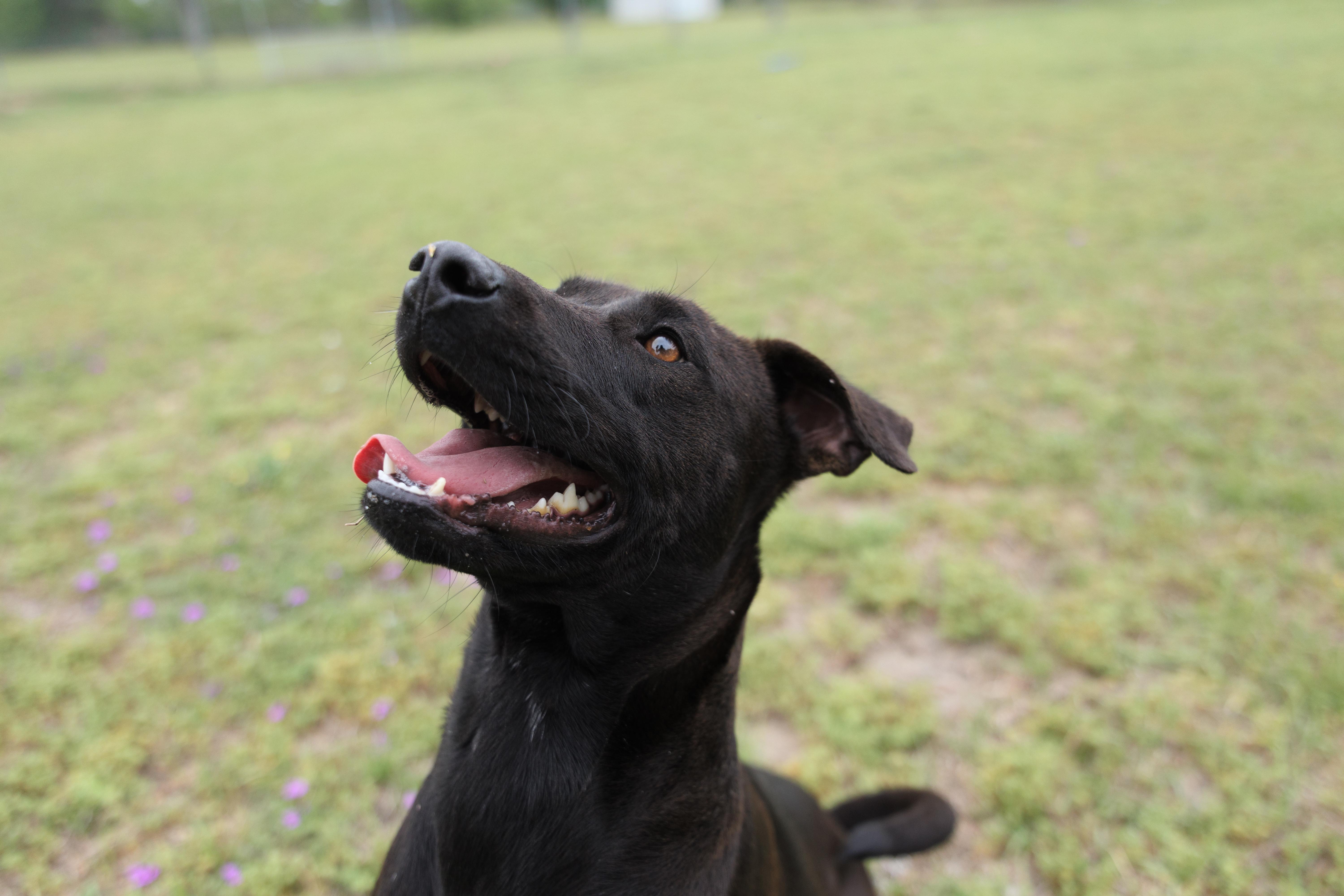 Enlarge Macey, an adoptable mixed breed in Valdosta, GA image 3/6