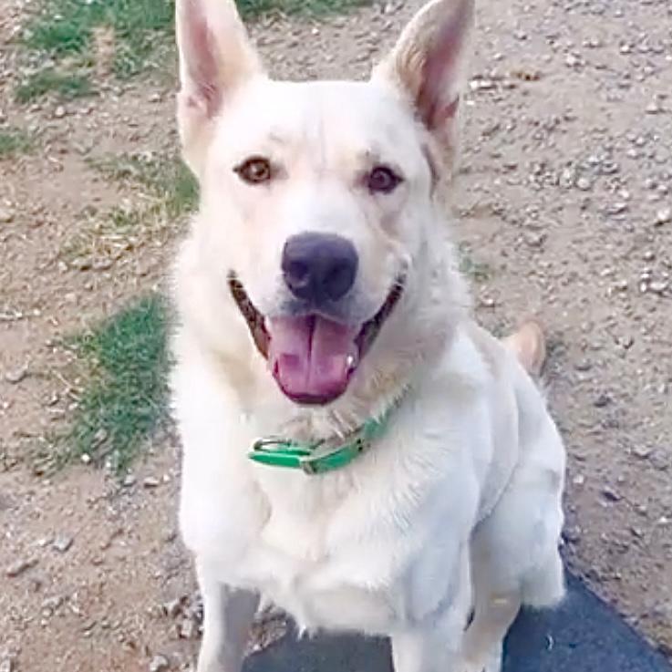 Kimba, a Adoptable mixed breed in Studio City, CA image 2/6