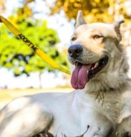 Kimba, Adoptable, Adult Male Labrador Retriever & German Shepherd Dog.